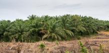 Do Biofuels Destroy Forests? Link between Deforestation and Biofuel Use